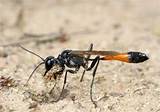 Images of Picture Of Wasp