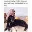 10  Hilarious Animal Memes That Will Make Your Day So Much Better