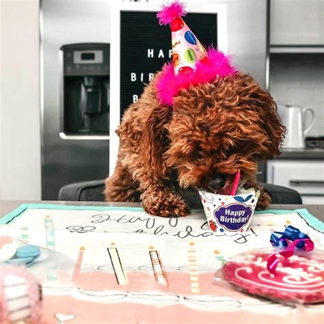 Becca Bogle On Instagram “time To Pawtay Happy 3rd Birthday To My
