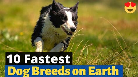 The 10 Fastest Dog Breeds On Earth Dogs That Have The Highest Running