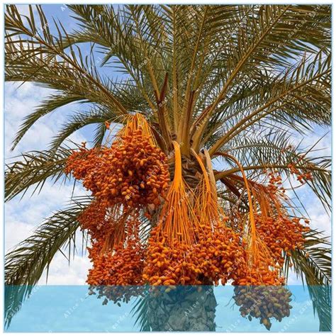 Zlking 10pcs Rare Medjool Date Sweet Organic Fruit Natural Date Palm