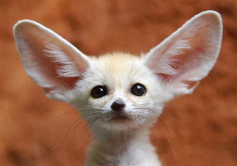 The Fennec Fox Look At Those Ears Baby Animal Zoo