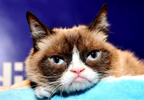 Grumpy Cat Cute Cats Hq Pictures Of Cute Cats And Kittens Free