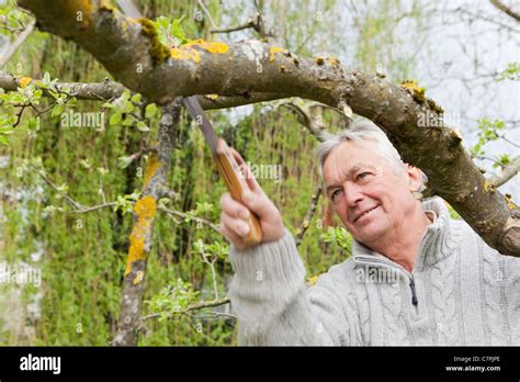 Older Man Trimming Tree In Backyard Stock Photo Alamy
