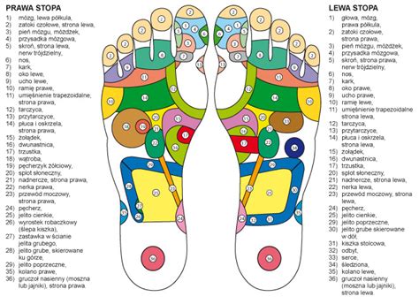 Sprogramos Anatomia