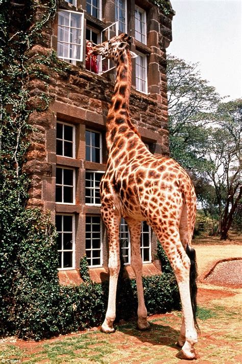 See more ideas about giraffe, giraffe art, giraffe pictures. Pictured: Giraffe sticks his neck out for breakfast at ...