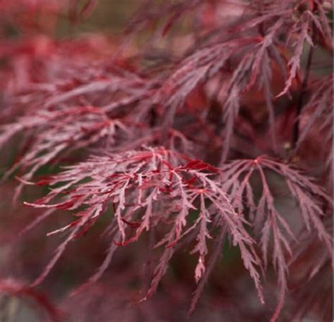 Red Dragon Weeping Japanese Maple Live Plant Trade Gallon Etsy