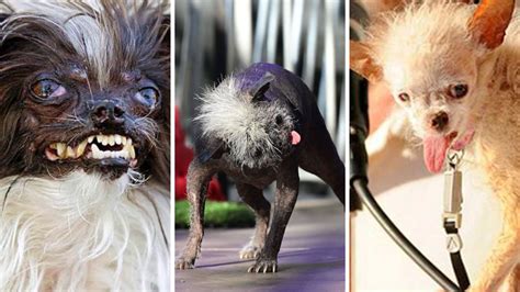 Fotos De Perros Feos En Concurso De California Participan Los Caninos