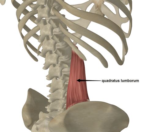 Anatomy between hip lower ribcage in back : Anatomy Between Hip Lower Ribcage In Back : Psoas ...