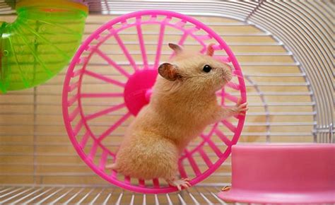Hamster Playing Disk Trend Magazine