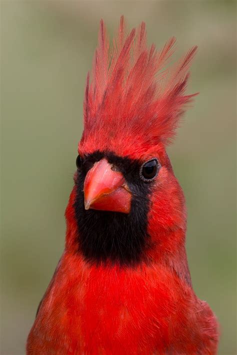 Northern Cardinal Red Mohawk Cardinal Birds Pet Birds Beautiful Birds