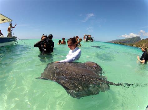 Best Time For Diving And Swimming With Manta Rays In Bora Bora 2024