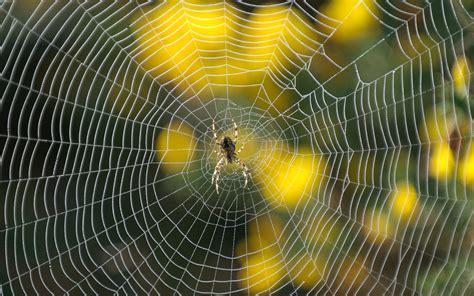 Spider web, spider web background, angle, animals png. Spider Web HD Wallpaper | Background Image | 1920x1200 ...