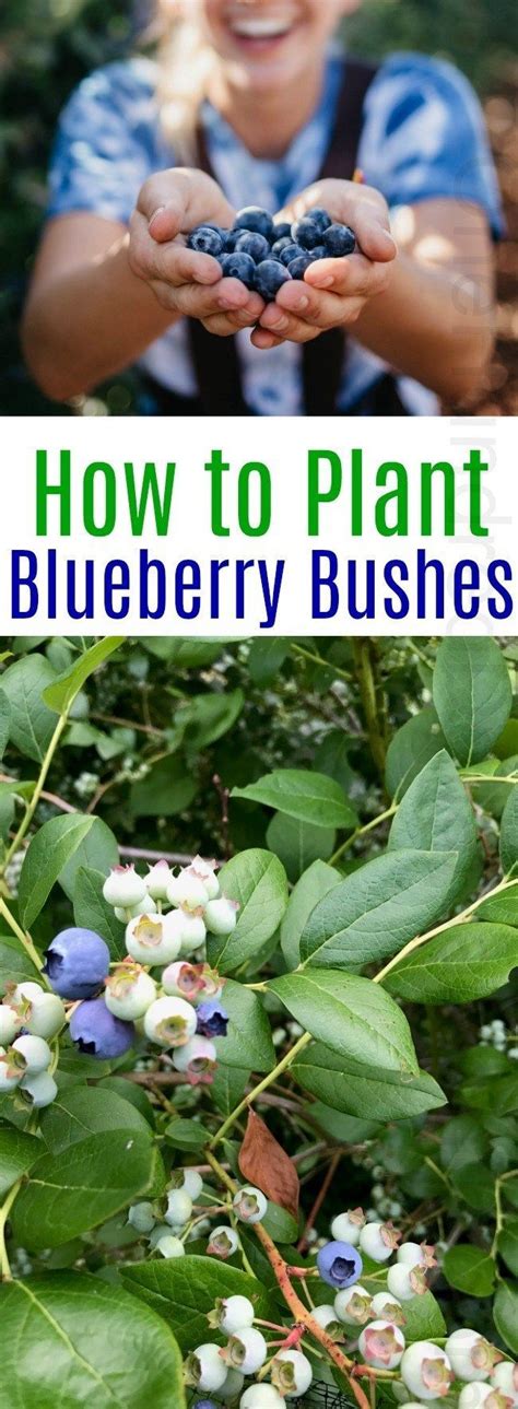 How To Plant A Blueberry Bush How To Plant Blueberry Plants Growing