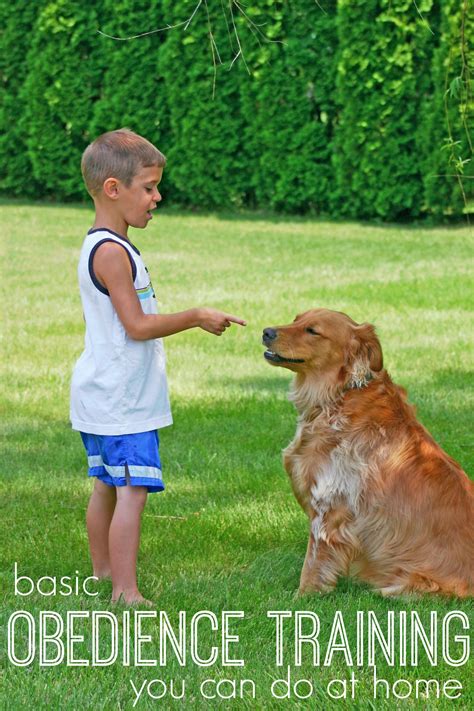 The Basics Of Dog Obedience Training Remodelaholic