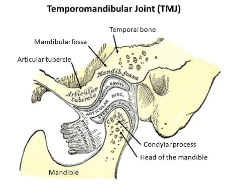 The Lower Jaw Articulates With The Temporal Bone At The A