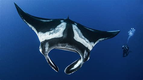 Largest Known Manta Ray Population Found Off Ecudor Oceanographic