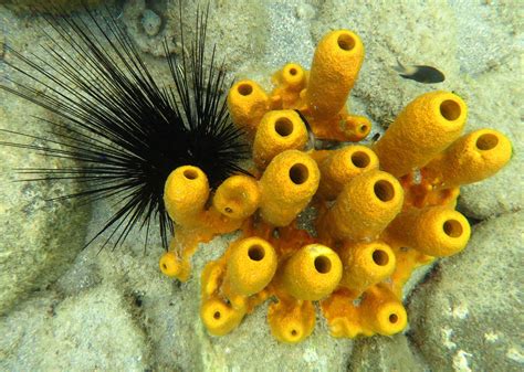 Yellow Tube Sponge Aplysina Fistularis And Long Spined Urchin Diadema