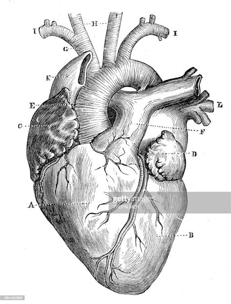 Human Heart Anatomy 1888 High Res Vector Graphic Getty Images