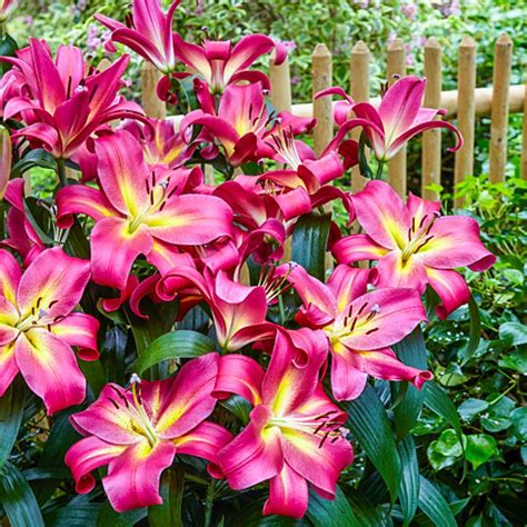 Buy Empoli Lily Tree Online Lily Trees For Sale Brecks