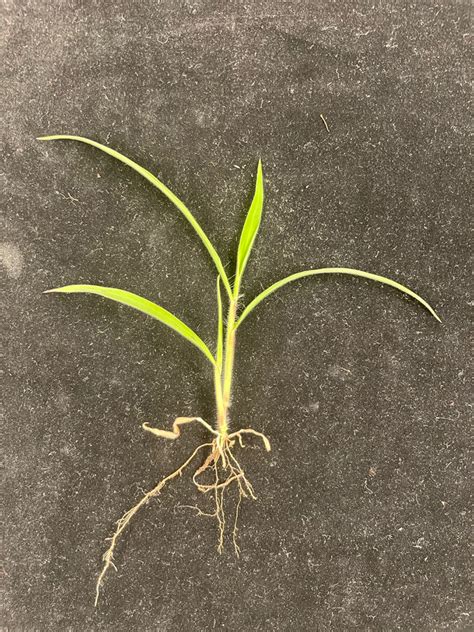 Fs1347 Large Crabgrass Life Cycle Disruptions For Effective Control In