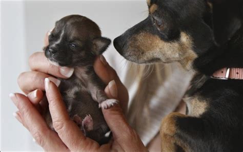 Beyonce The Worlds Smallest Dog