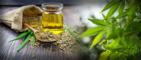 Cbd Market Is On The Verge Of Becoming A Mega Industry Oster And
