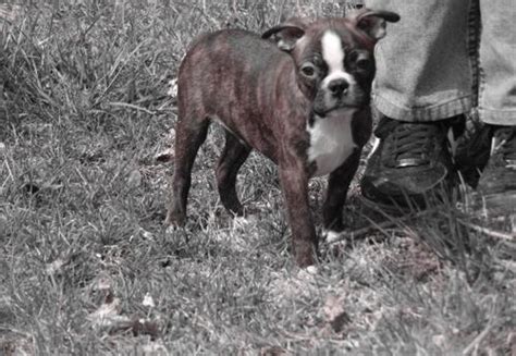 During these growth stages, they will experience significant changes in their size, mental capabilities, and exercise needs, in addition to sexually maturing. Boston Terrier Puppy for Sale - Adoption, Rescue for Sale in Kane, Illinois Classified ...