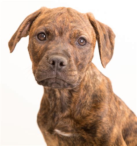 Brindle Pitbull Photos All Recommendation