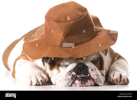 Dog Wearing Cowboy Hat On White Background English Bulldog Stock