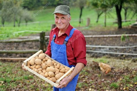 Farmer With Potatoes — Stock Photo © Visionsi 56643501