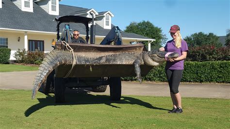 Massive One Eyed Gator Chubbs Captured In Florida Golf