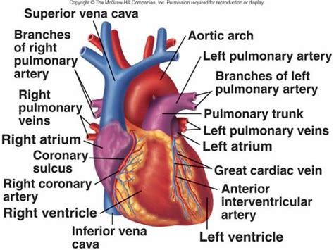 Anatomy Label Major Arteries And Veins Best 16 Conduction System Of