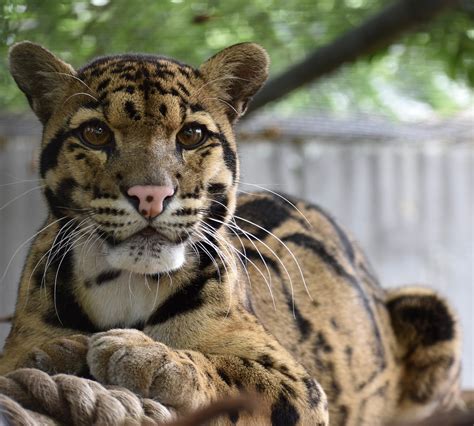 Leopard Tier Säugetier Kostenloses Foto Auf Pixabay Pixabay