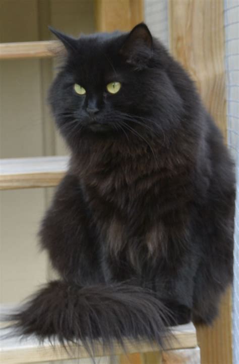 My Black Siberian Cat Lovely Kerstin Black Cat Breeds Fluffy Black