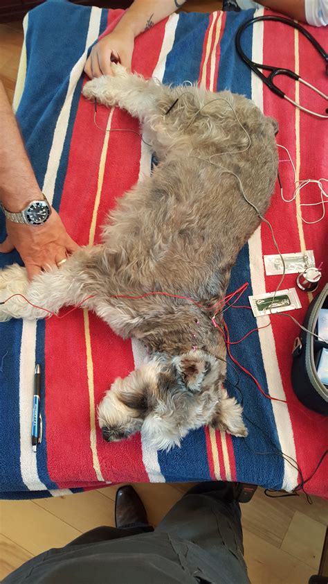 Acupuncture For Pets Dr Sandra Truli Springer Holistic Vet House