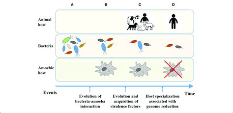 Evolution Of Bacteria From Environmental Microbes To Human Restricted