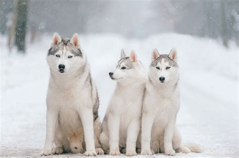 Siberian Husky Dog Breed Information Complete Guide
