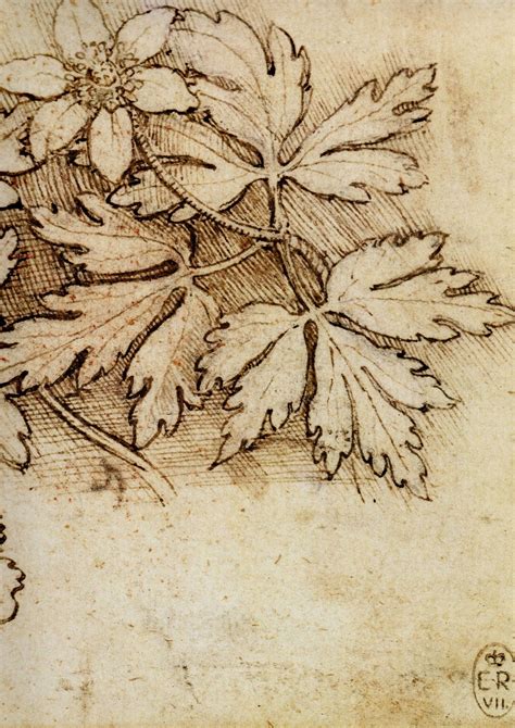 Leonardo Da Vinci Drawing Flowers Da Vinci Drawings Da Vinci Art