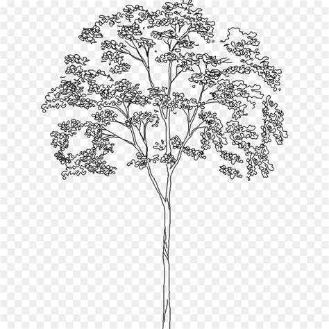 Was sie über den baum samt verbreitung, arten und pollenflug wissen sollten, lesen sie hier. Tree Sketch Png & Free Tree Sketch.png Transparent Images ...