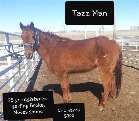 Missouri Fox Trotter Rescue Network | https://janesville.craigslist.org