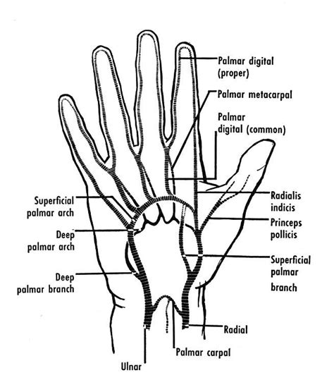 The Arteries Of The Front Of The Hand The Superficial Palmar Arch Is