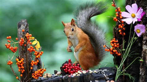 Cute Brown Squirrel Is Standing On Tree Trunk Eating Nuts In A Green