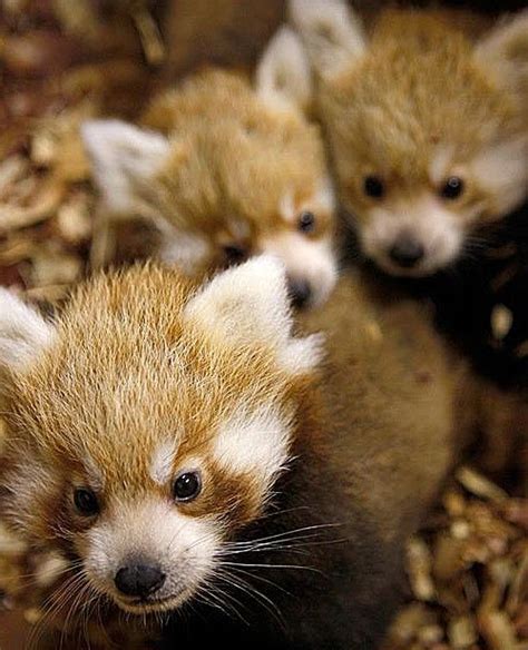 Baby Red Pandas At The Okc Zoo Cute Animals Red Panda Baby Baby