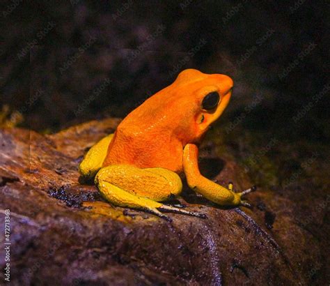 Golden Poison Dart Frog Phyllobates Terribilis Tropical Frog Living
