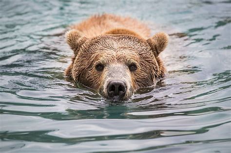 Face Swim Nose Bear Bathing Grizzly Hd Wallpaper Wallpaperbetter