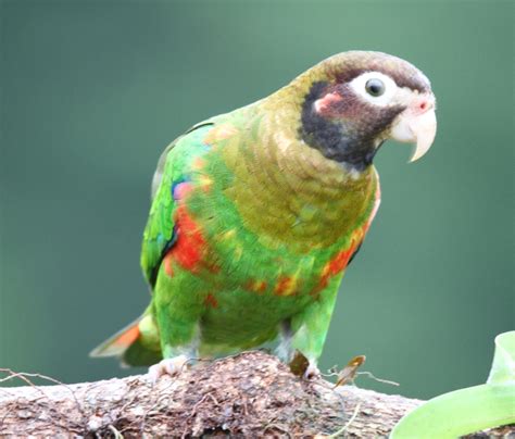 Parrot Encyclopedia | Brown-hooded Parrot | World Parrot Trust