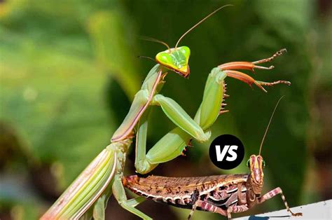Female Vs Male Praying Mantis HuntingSeasons Org