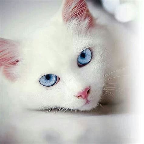 Frostfoot White She Cat With Strikingly Blue Eyes Queen Pretty Cats