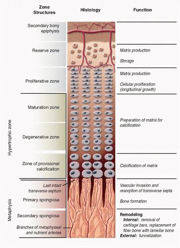 Growth Plate Anatomy Musculoskeletal Key